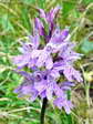 Common spotted-Orchid (Dactylorhiza fuchsii) - Castel de Cantobre Gîtes, Aveyron, France